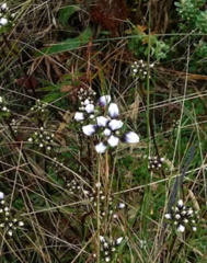 Gentianella corymbosa
