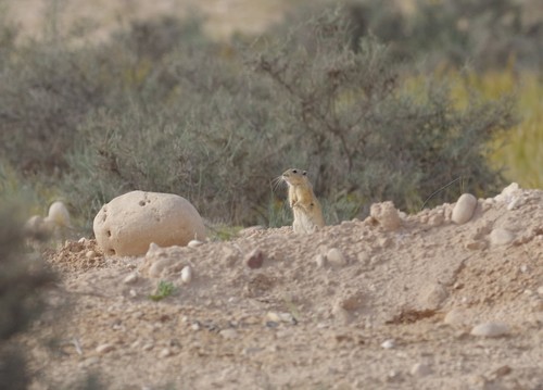 Fat Sand Rat