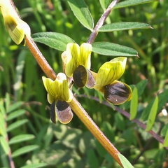 Vicia melanops