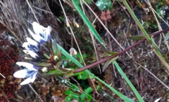 Gentianella corymbosa