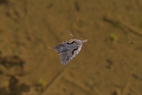 Lyre moth photo 3