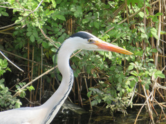 Ardea cinerea