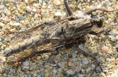 Machimus aberrans