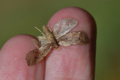 Planotortrix notophaea