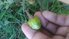 Solanum juvenale