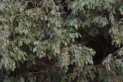 Dalbergia obovata