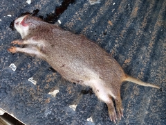 Thryonomys swinderianus