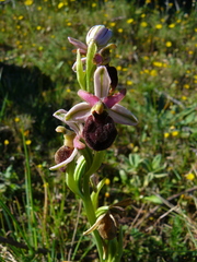 Ophrys exaltata arachnitiformis