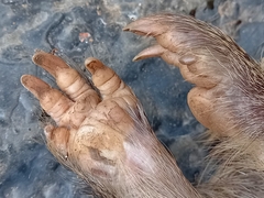 Thryonomys swinderianus