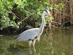 Ardea cinerea