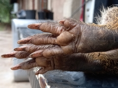 Thryonomys swinderianus