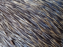 Thryonomys swinderianus