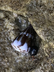 Conus rattus