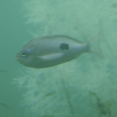 Caesioperca lepidoptera