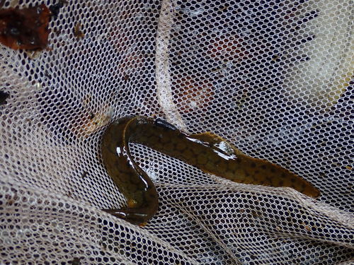 Tire-track spiny eel (Mastacembelus favus) — Mastacembelidae — 3