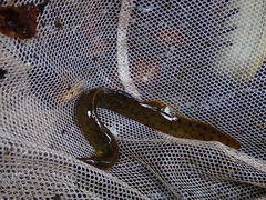 Flower Spiny Eel photo 3