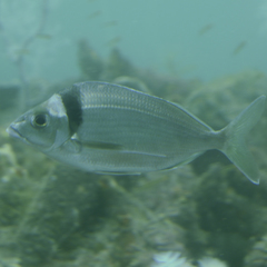 Nemadactylus macropterus