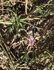 Cordylostigma virgatum