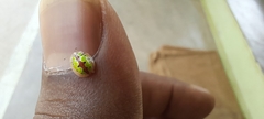 Chiridopsis marginata