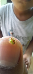 Chiridopsis marginata