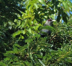 Phaenicophaeus tristis