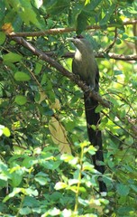 Phaenicophaeus tristis