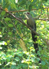 Phaenicophaeus tristis