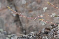 Draba metaarctica