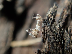 Stenolemus bituberus