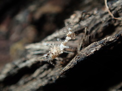 Stenolemus bituberus