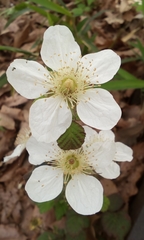 Rubus hirsutus