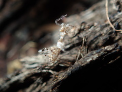 Stenolemus bituberus
