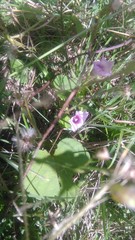 Ipomoea grandifolia