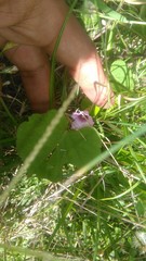 Ipomoea grandifolia