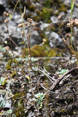 Draba metaarctica