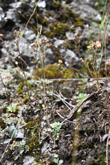 Draba metaarctica