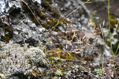 Draba metaarctica