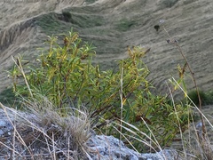 Veronica stenophylla stenophylla