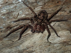 Heteropoda longipes