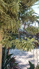 Dracaena reflexa