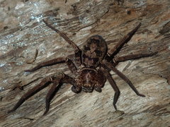 Heteropoda longipes