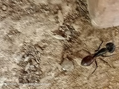 Dinomyrmex gigas