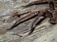 Heteropoda longipes