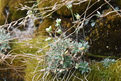 Draba metaarctica
