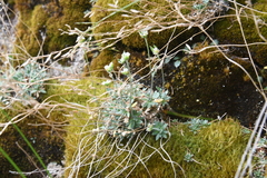 Draba metaarctica