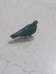 Columba livia domestica