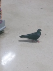 Columba livia domestica