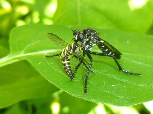 Saropogon clarkii
