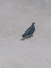 Columba livia domestica