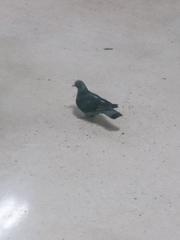 Columba livia domestica